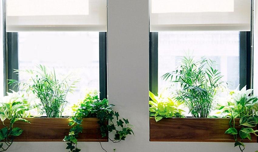 Line Up the Window Sill With Plants